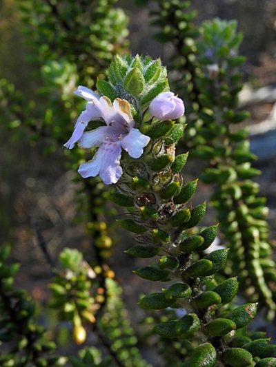 Westringia davidii, photographed by Max Campbell