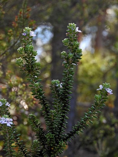 Westringia davidii, photographed by Max Campbell