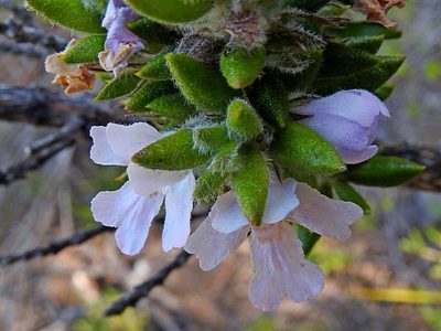 Westringia davidii, photographed by Max Campbell
