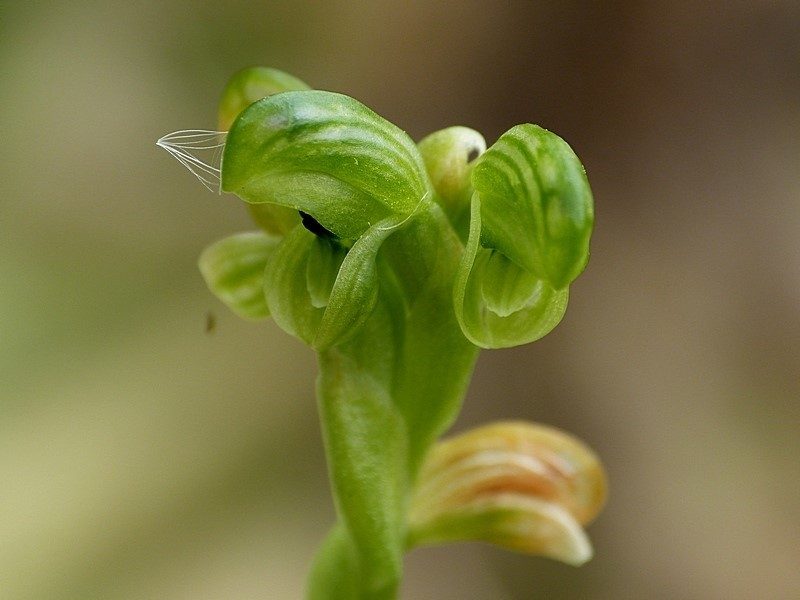 Pterostylis bicolor, photographed by Max Campbell