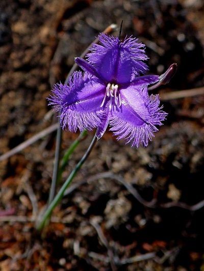 Thysanotus juncifolius, photographed by Max Campbell