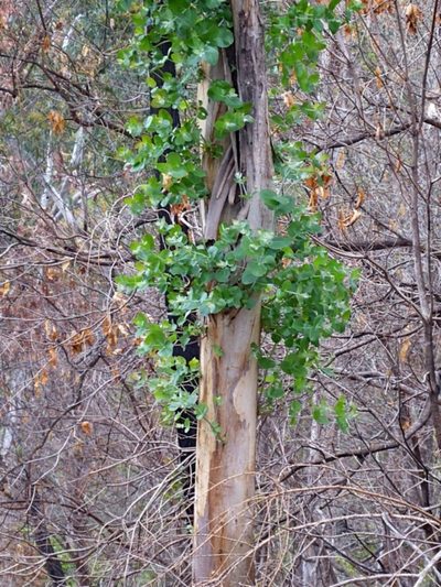 Eucalyptus cypellocarpa, photographed by Max Campbell