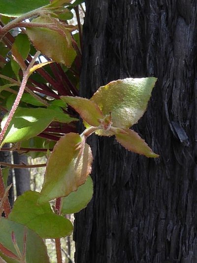 Eucalyptus oblonga, photographed by Max Campbell