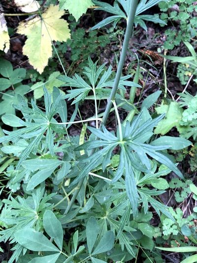 Delphinium ramosum, photographed by Jared Shorma