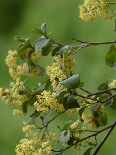 Pomaderris brogoensis, photographed by Max Campbell