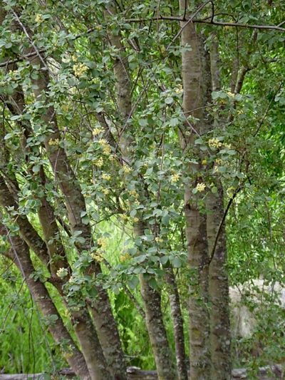 Pomaderris brogoensis, photographed by Max Campbell