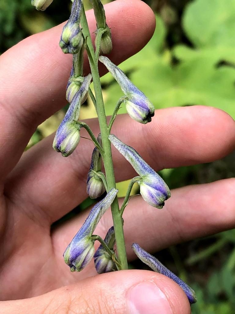 Delphinium ramosum, photographed by Jared Shorma
