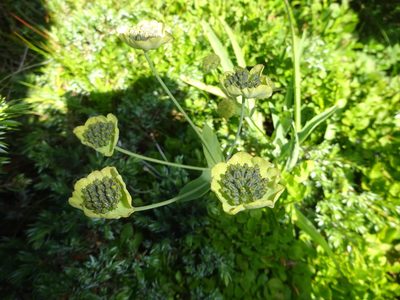 Bupleurum stellatum, photographed by Guillaume Hoffmann