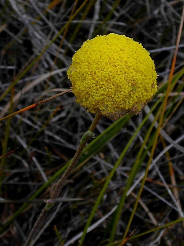 Craspedia canens, photographed by Max Campbell