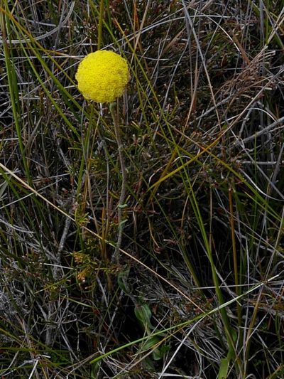 Craspedia canens, photographed by Max Campbell