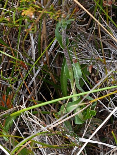 Craspedia canens, photographed by Max Campbell