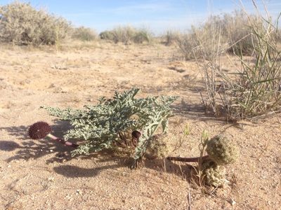 Cymopterus deserticola, photographed by Adam J. Searcy
