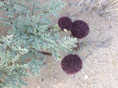 Cymopterus deserticola, photographed by Adam J. Searcy