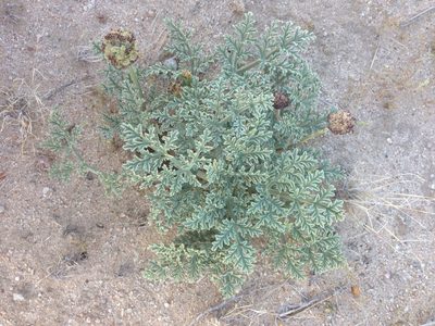 Cymopterus deserticola, photographed by Adam J. Searcy