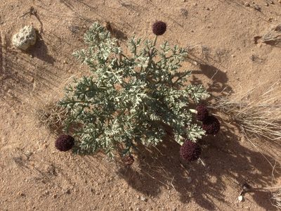 Cymopterus deserticola, photographed by Adam J. Searcy