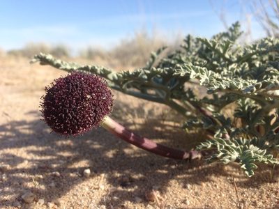 Cymopterus deserticola, photographed by Adam J. Searcy