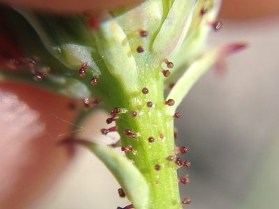 Calycoseris parryi, photographed by Adam J. Searcy