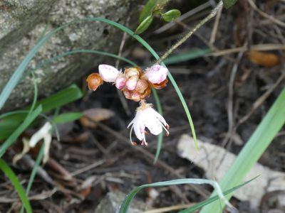 Rhododendron rhuyuenense, photographed by Aaron Liston
