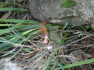 Rhododendron rhuyuenense, photographed by Aaron Liston