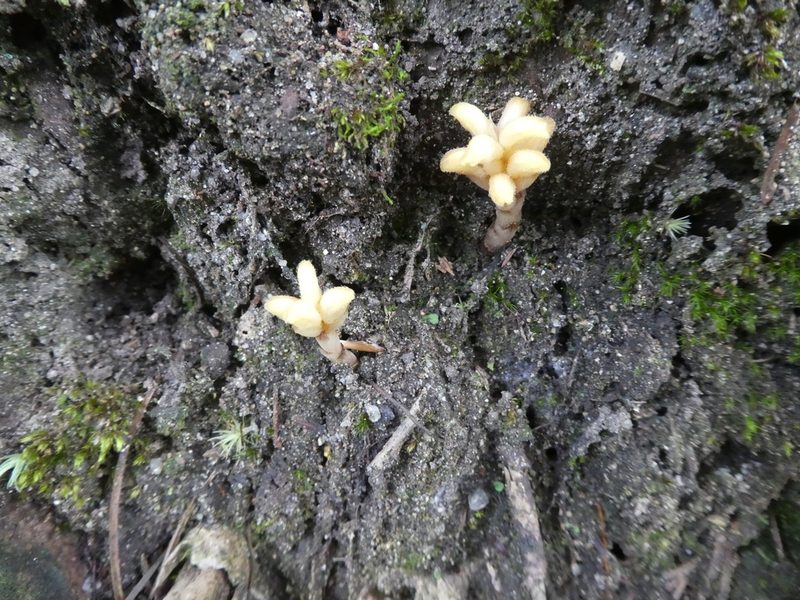 Odontochilus guangdongensis, photographed by Aaron Liston