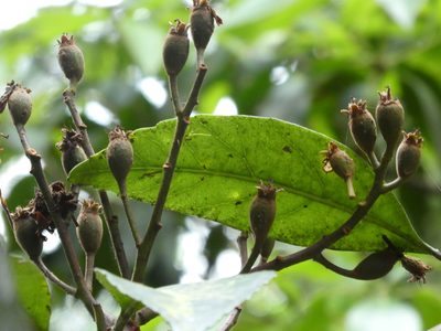 Eriobotrya fragrans, photographed by Aaron Liston