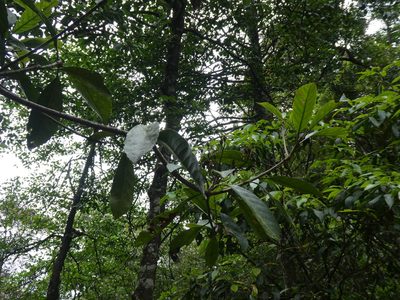 Eriobotrya fragrans, photographed by Aaron Liston