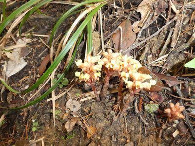 Odontochilus guangdongensis, photographed by Aaron Liston