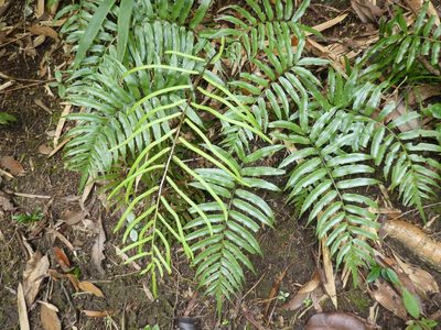 Plagiogyria japonica, photographed by Aaron Liston