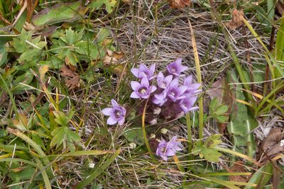 Gentianella biebersteinii, photographed by Екатерина Кропочева