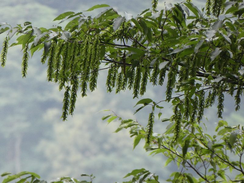 Acer davidii, photographed by Aaron Liston