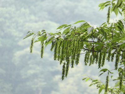 Acer davidii, photographed by Aaron Liston