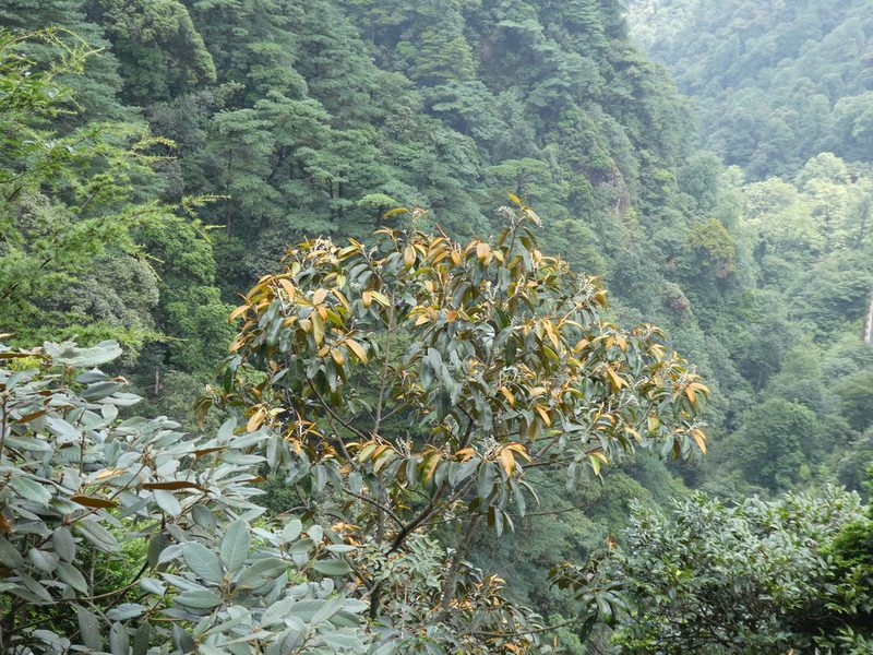 Magnolia foveolata, photographed by Aaron Liston