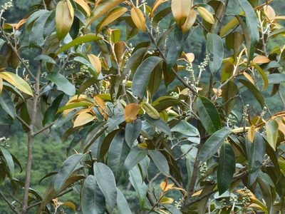 Magnolia foveolata, photographed by Aaron Liston