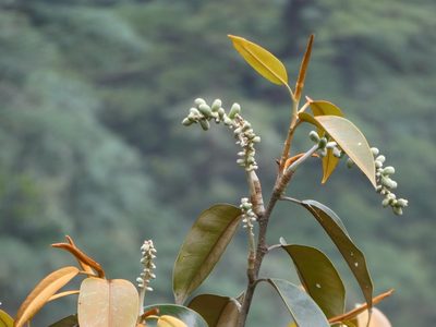 Magnolia foveolata, photographed by Aaron Liston