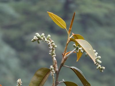 Magnolia foveolata, photographed by Aaron Liston