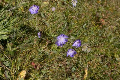 Lomelosia caucasica, photographed by Екатерина Кропочева