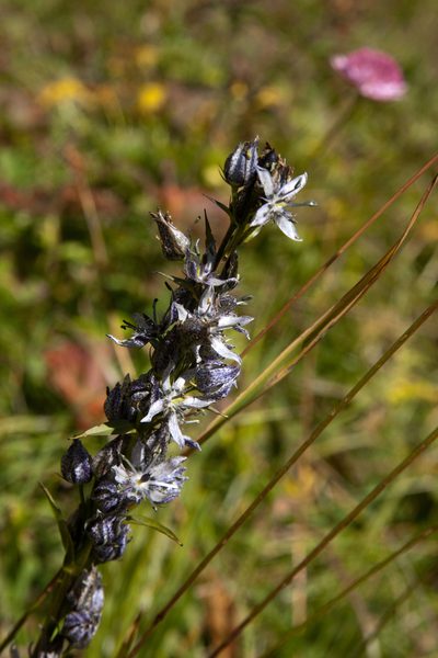 Swertia iberica, photographed by Екатерина Кропочева