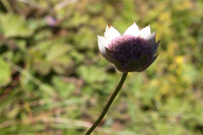 Astrantia maxima, photographed by Екатерина Кропочева