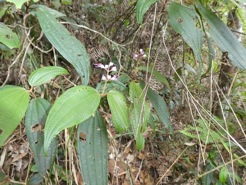 Blastus pauciflorus, photographed by Aaron Liston