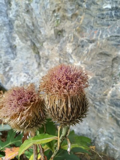 Leuzea centauroides, photographed by Guillaume Delaitre