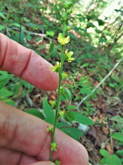 Agrimonia microcarpa, photographed by Annika Lindqvist