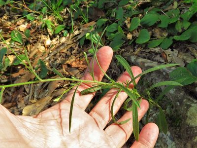 Croptilon divaricatum, photographed by Annika Lindqvist