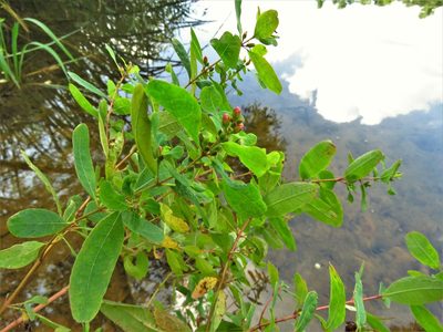 Hypericum walteri, photographed by Annika Lindqvist