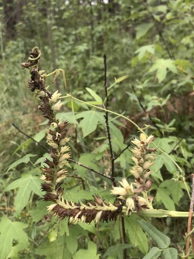 Physostegia digitalis, photographed by Laura Clark