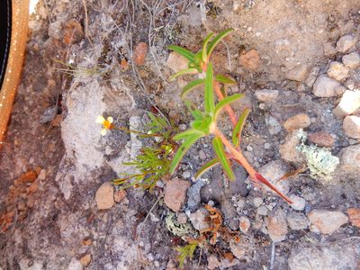 Euphorbia cuphosperma, photographed by Carlos Martorell