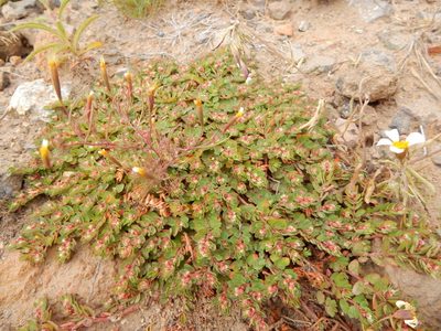 Euphorbia indivisa, photographed by Carlos Martorell