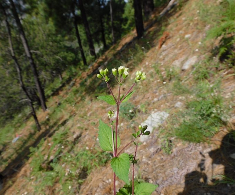 Ageratina rothrockii, photographed by Alexis López Hernández
