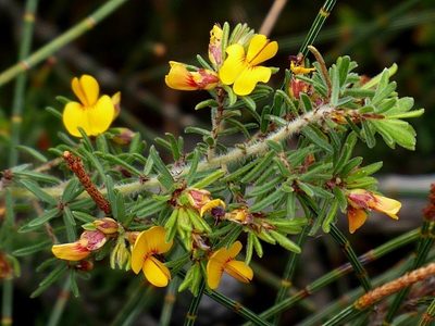 Pultenaea hispidula, photographed by Max Campbell