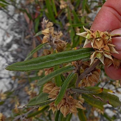 Lasiopetalum parviflorum, photographed by Max Campbell