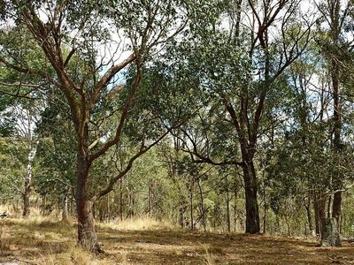 Eucalyptus dives, photographed by Max Campbell